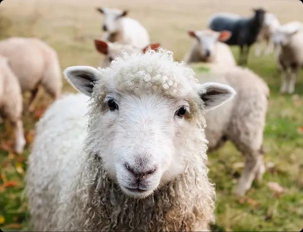 A close-up of a white sheep looking directly at the camera, with a group of sheep grazing in the background in a grassy field.
